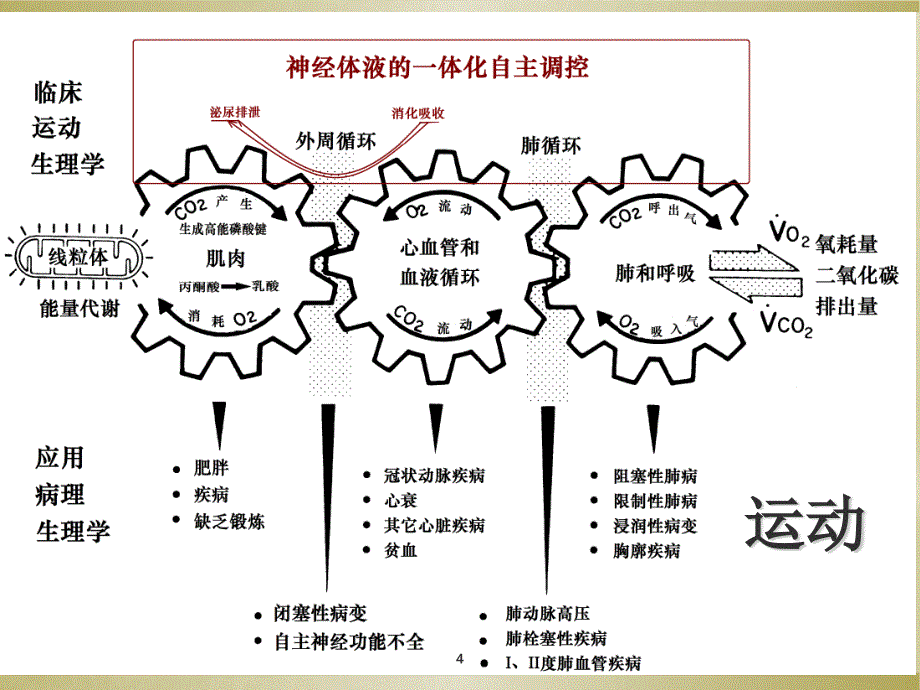 心肺运动试验CPET临床运用ppt课件.ppt_第4页