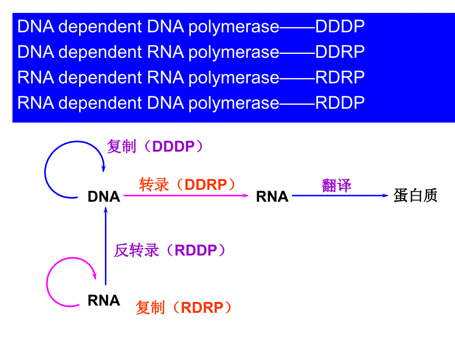 生物化学：第十章RNA生物合成_第3页