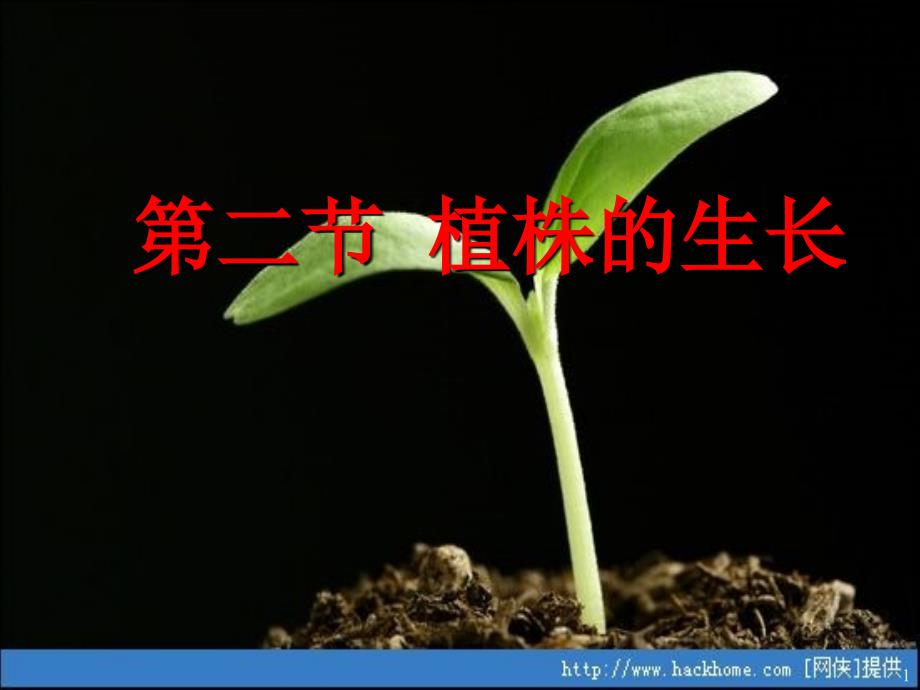 植株的生长 (4)ppt课件.ppt_第1页