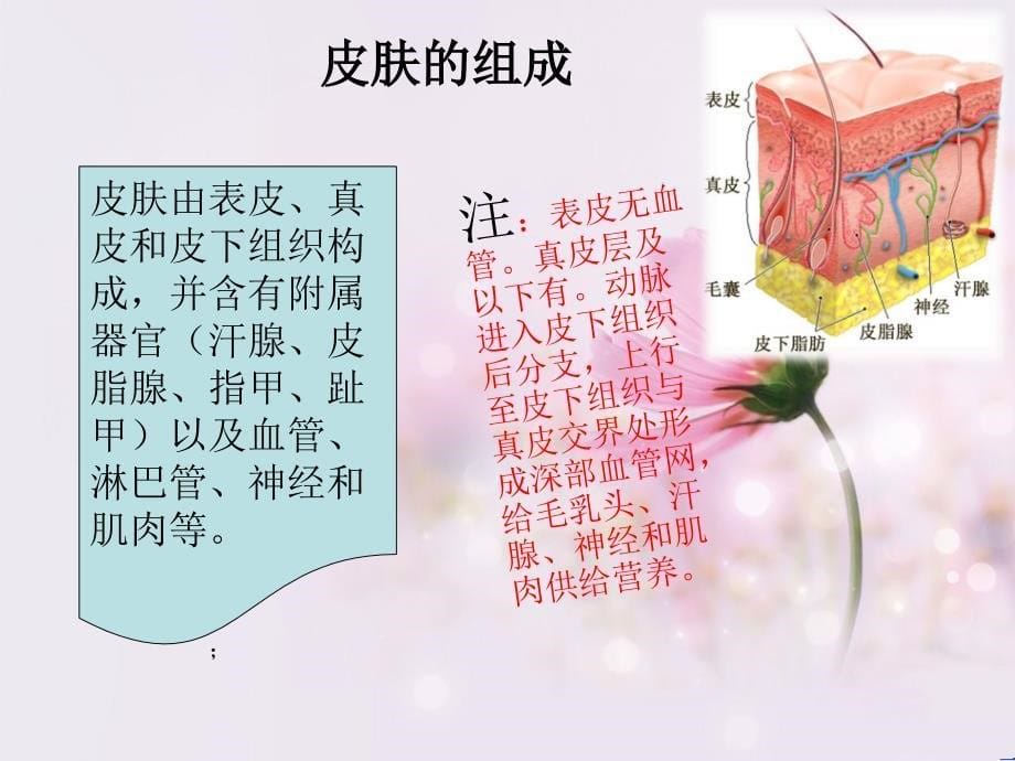 压疮描述ppt课件.ppt_第5页