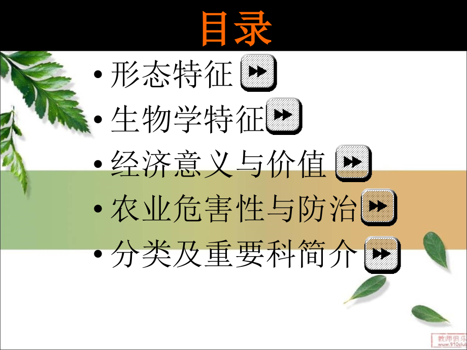 普通昆虫学鞘翅目ppt课件.ppt_第4页