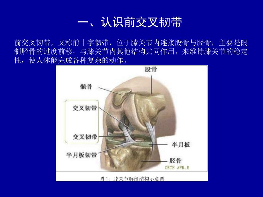 前交叉韧带重建术后康复41285ppt课件.ppt_第2页