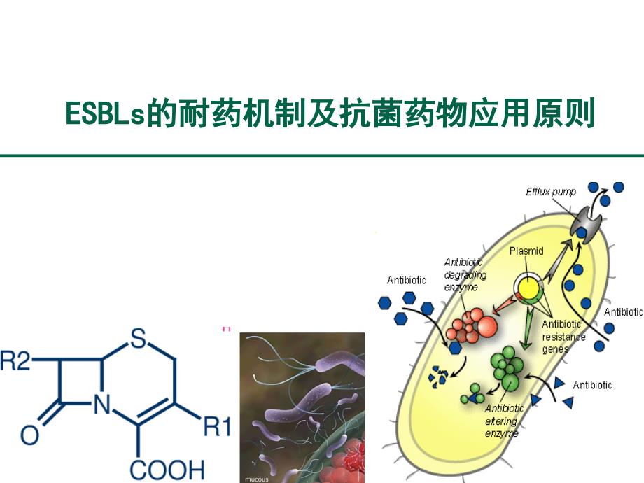 ESBLs的耐药机制及抗菌药物应用原则课件_第1页