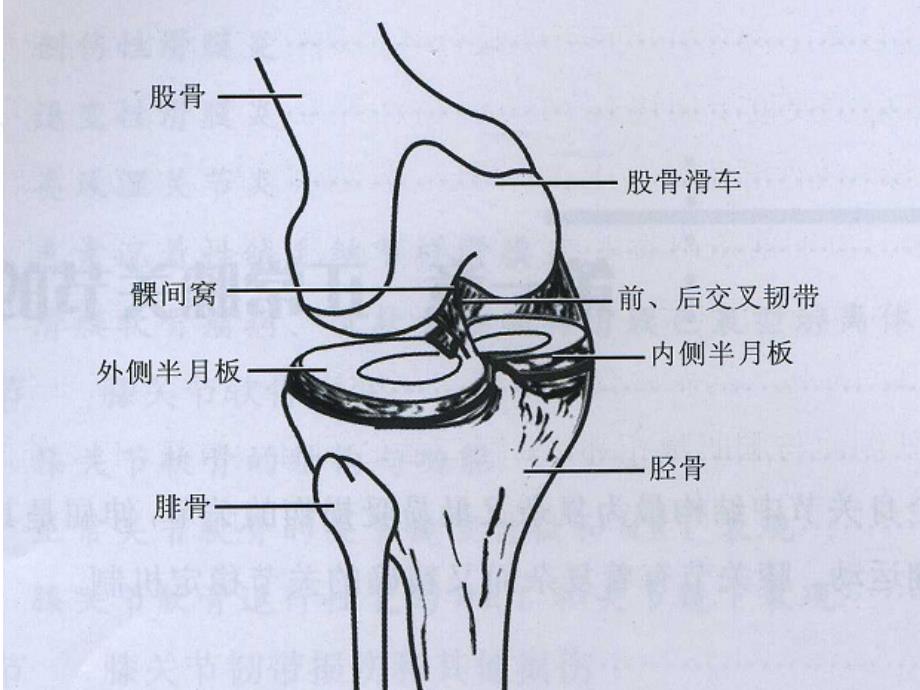 膝关节MRI读片ppt课件.ppt_第3页