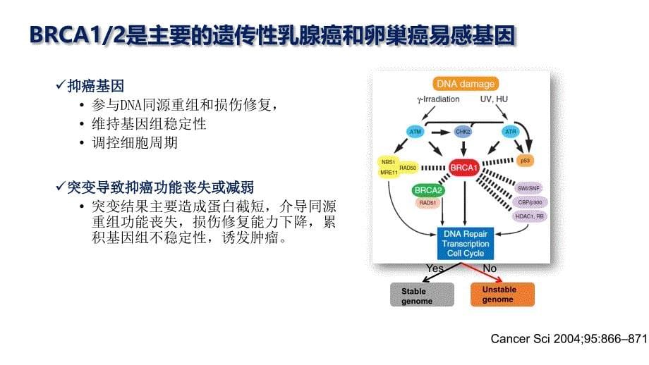 BRCA检测在乳腺癌防治中的临床价值(1)_第5页