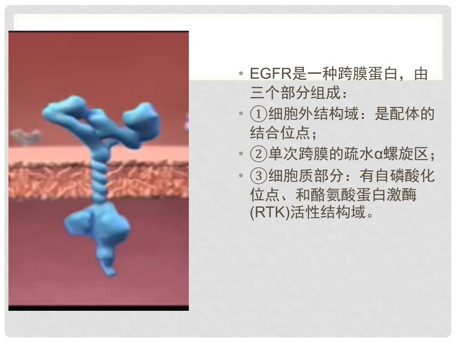 EGFR基因靶向治疗课件_第4页