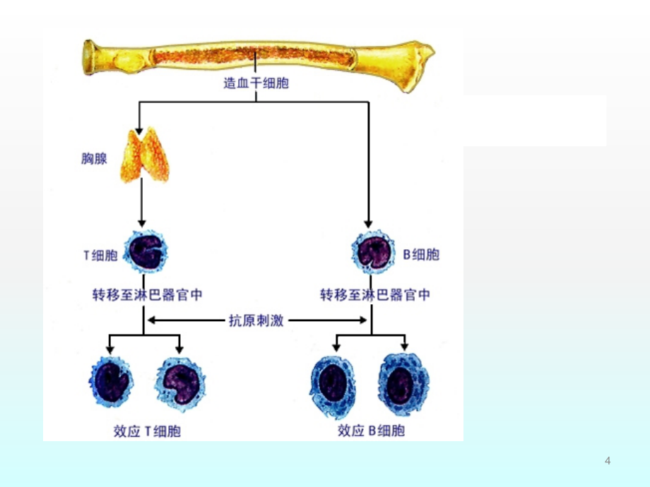 4节免疫系统ppt课件.ppt_第4页