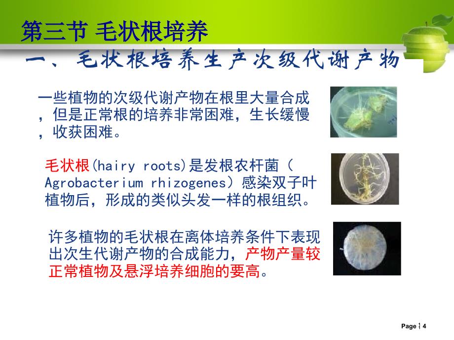 人工种子制作ppt课件.ppt_第4页