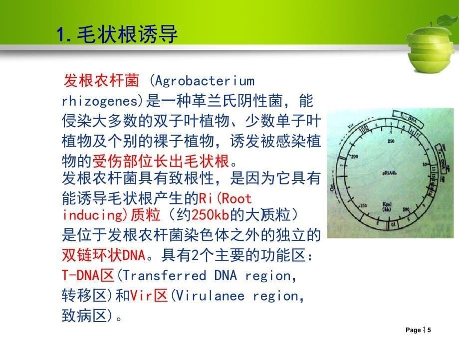 人工种子制作ppt课件.ppt_第5页