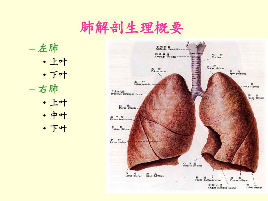 《肺癌护理查房》PPT课件.ppt_第3页
