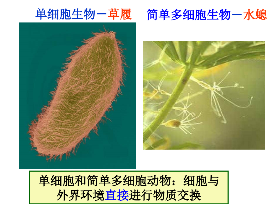 一轮复习之动物生命活动调节.ppt_第2页