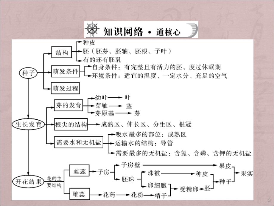 人教版中考复习第三单元生物圈中的绿色植物第一讲被子植物的一生ppt课件.ppt_第3页