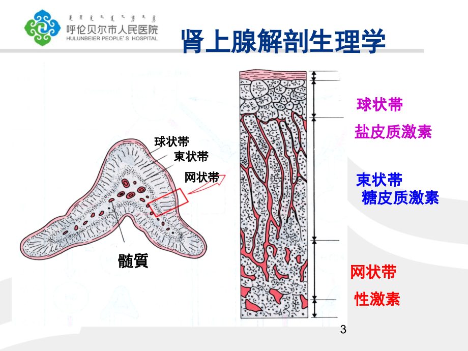 库欣综合征课件丁丽萍.ppt_第3页