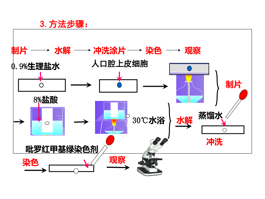 人教版高中生物必修1 第2章第3节遗传信息的携带者—核酸（课件）_第4页