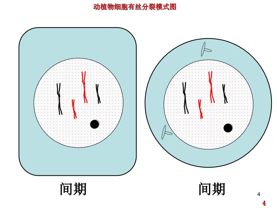 动植物细胞有丝分裂图ppt课件.ppt_第4页