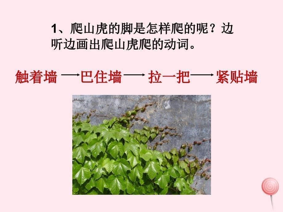 四年级语文上册第二组6爬山虎的脚课件新人教_第5页