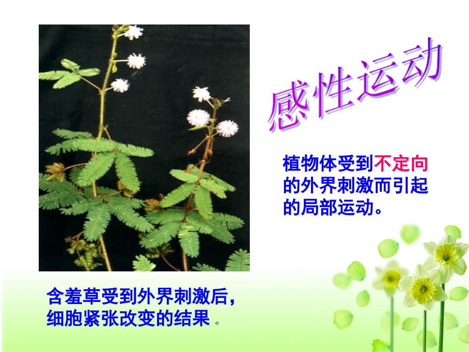 广西人教版高中生物必修三课件：3.1植物生长素的发现ppt_第4页