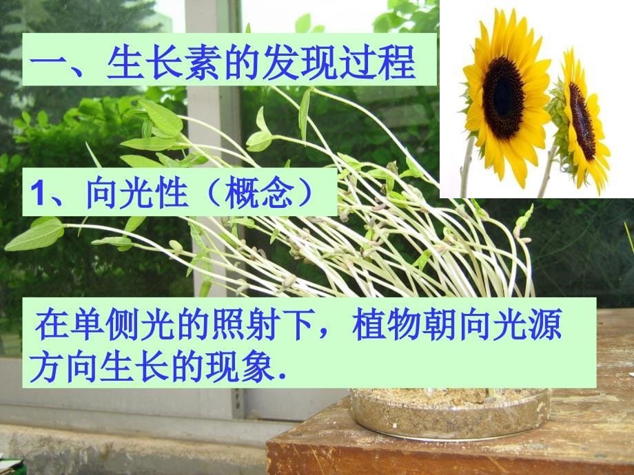 广西人教版高中生物必修三课件：3.1植物生长素的发现ppt_第5页