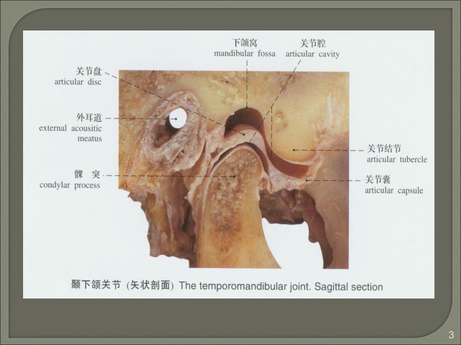 口腔解剖生理学颞下颌关节ppt课件.ppt_第3页