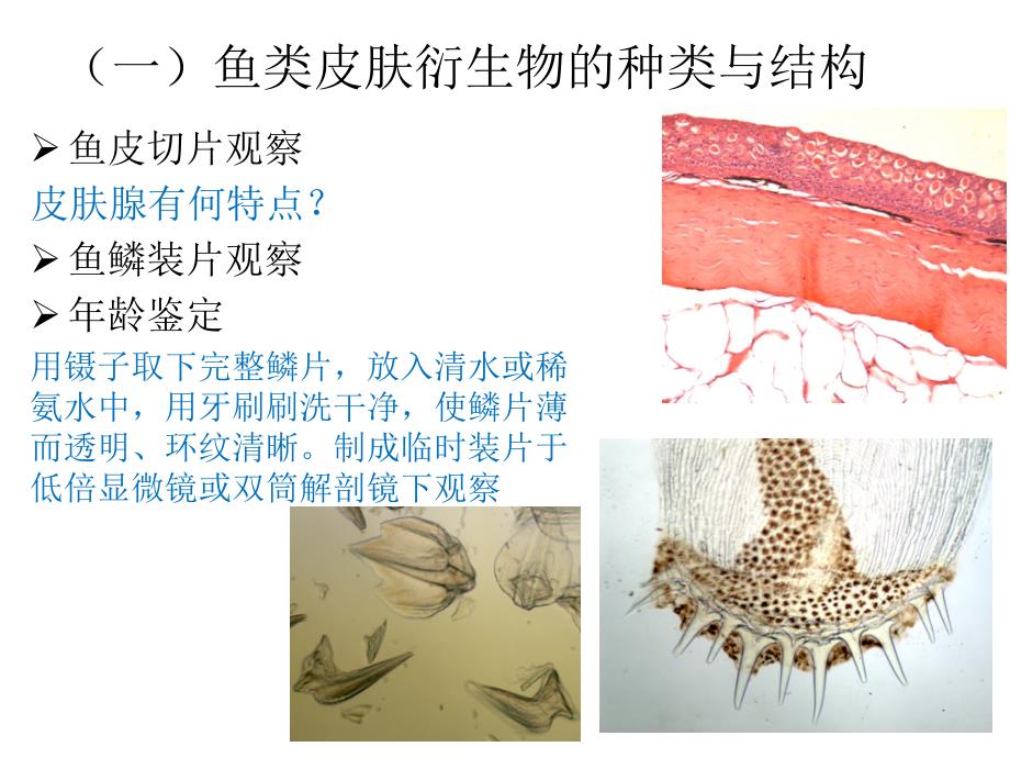 脊椎动物的皮肤衍生物_第3页