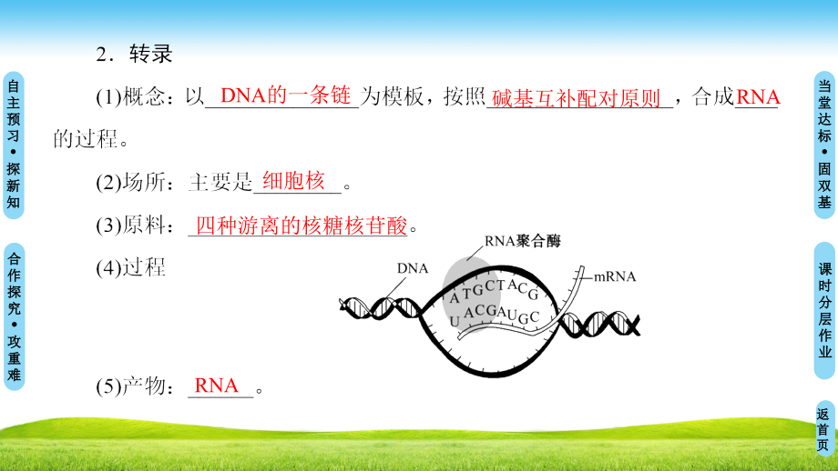 生物新课堂同步苏教版必修二课件：第4章 第3节　基因控制蛋白质的合成_第4页