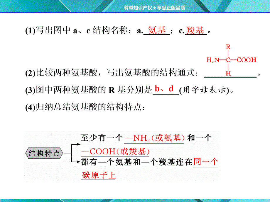 生物新同步课堂人教版必修一课件：第2章 第2节 生命活动的主要承担者——蛋白质_第3页