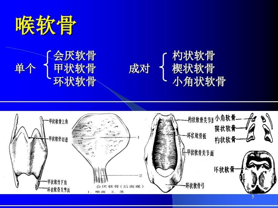 喉的解剖ppt课件.ppt_第5页