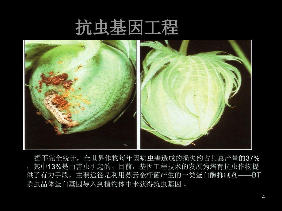 基因工程对植物遗传的改良ppt课件.ppt_第4页