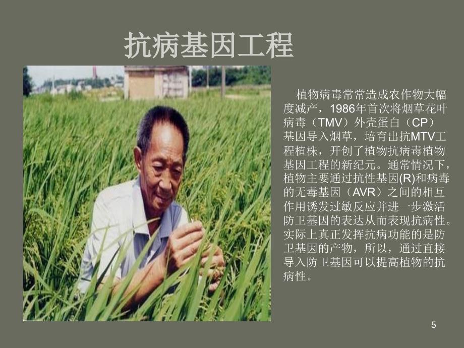 基因工程对植物遗传的改良ppt课件.ppt_第5页