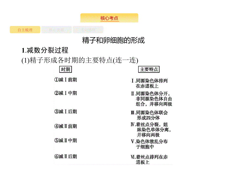 高考生物苏教一轮复习课件：4.2减数分裂和受精作用_第2页