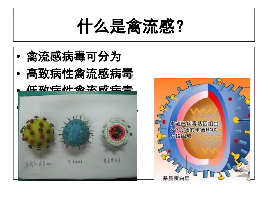 H7N9禽流感的防治课件_第4页