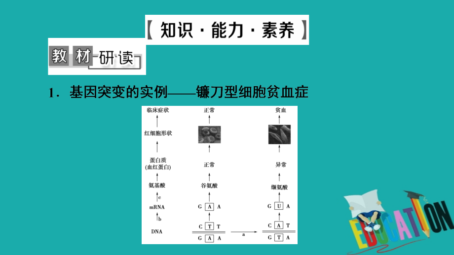 2021高三生物人教版一轮复习课件：必修2 第7单元 第1讲　基因突变和基因重组_第4页