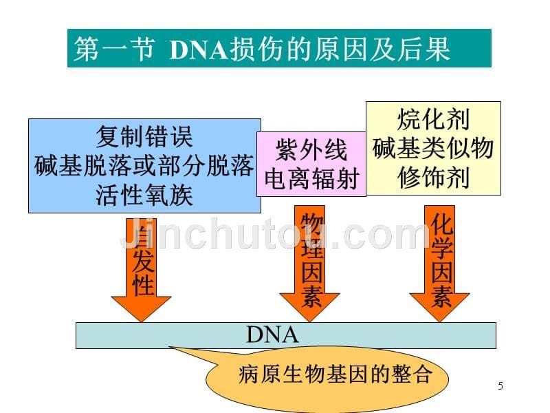 分子生物学第六章：DNA损伤与修复_第5页