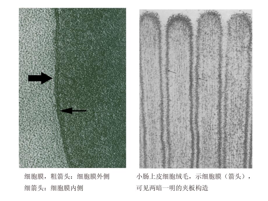 细胞生物学细胞的亚微结构图谱.ppt_第2页