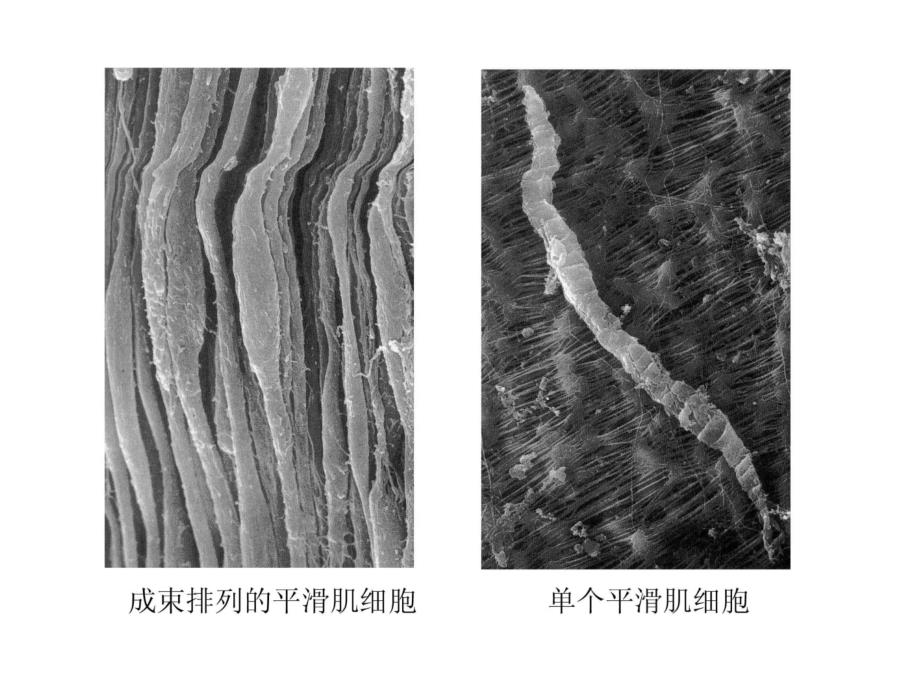 细胞生物学细胞的亚微结构图谱.ppt_第3页