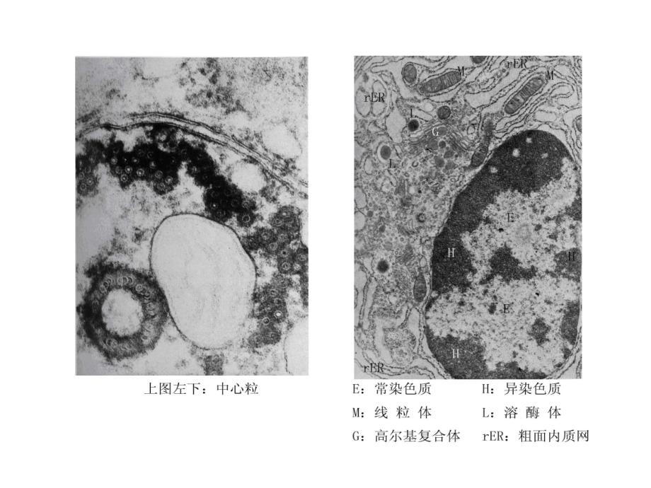 细胞生物学细胞的亚微结构图谱.ppt_第4页