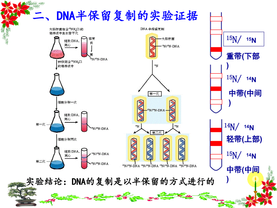 DNA分子的复制动画_第4页