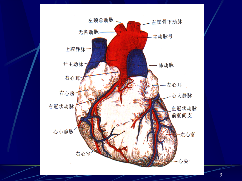 （推荐精选）心脏解剖及正常超声心动图.ppt_第3页