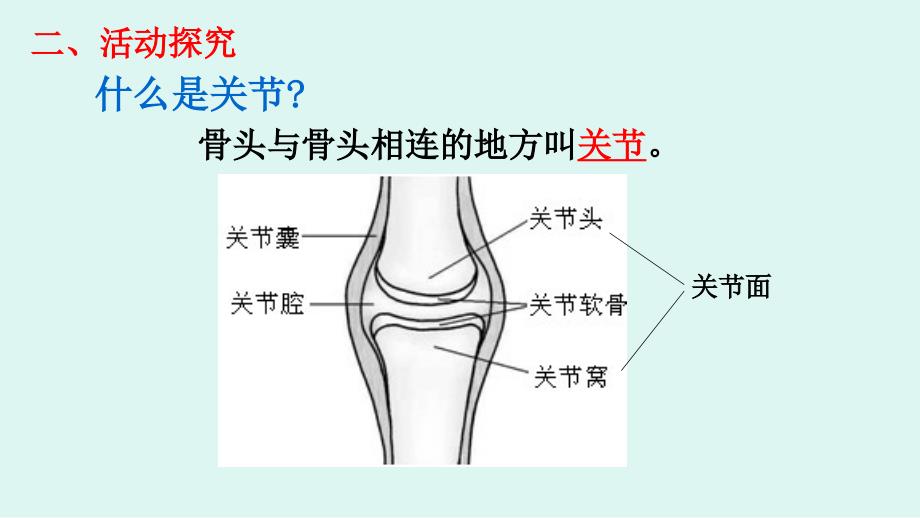 苏教版小学科学四年级下册第一单元第2课优秀PPT课件《关节》_第4页