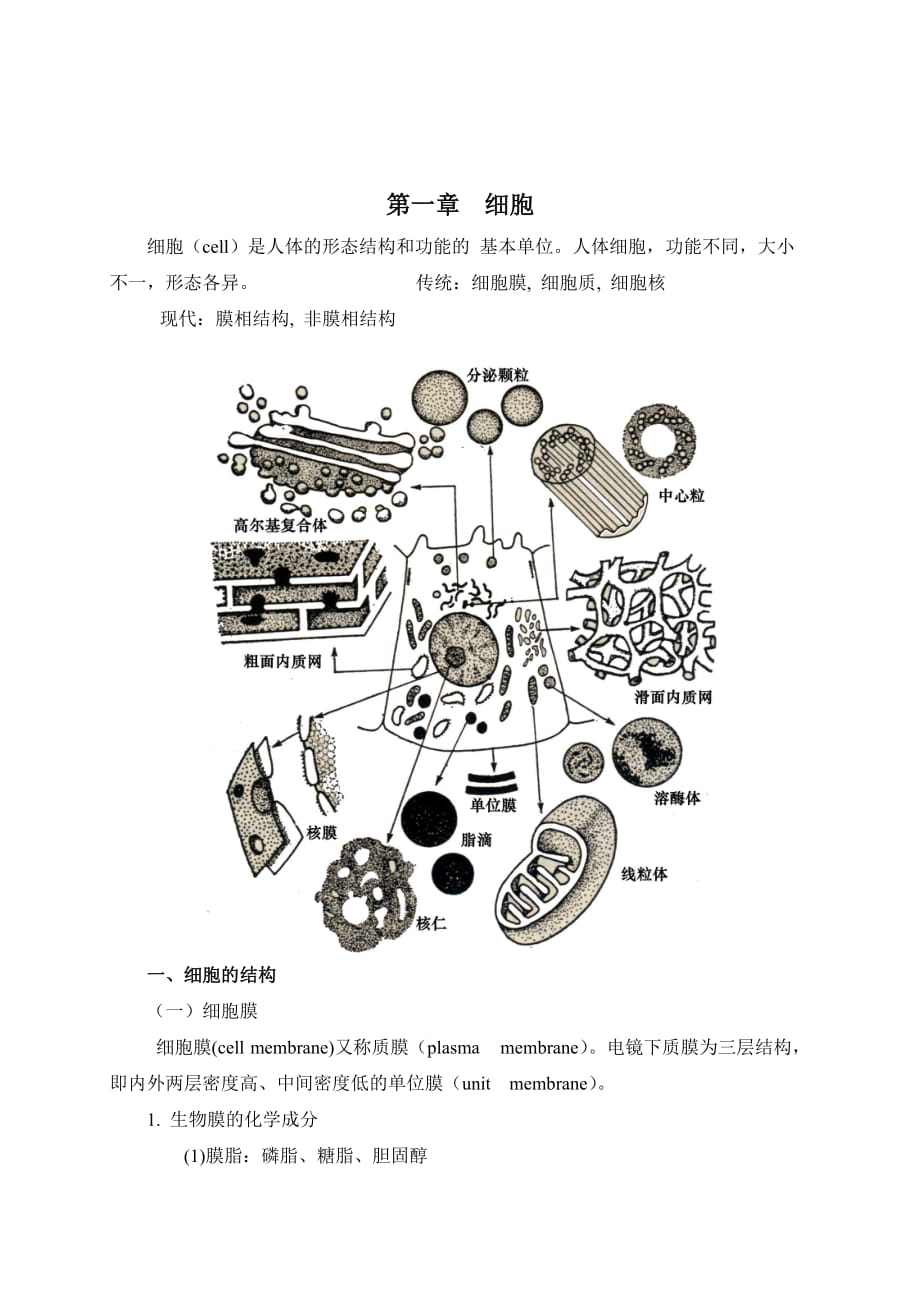 （组织设计）怀化医专人体解剖学与组织胚学案_第2页