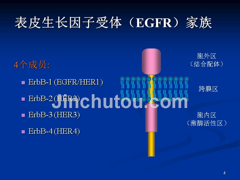 （推荐精选）细胞信号通路及靶向.ppt_第4页