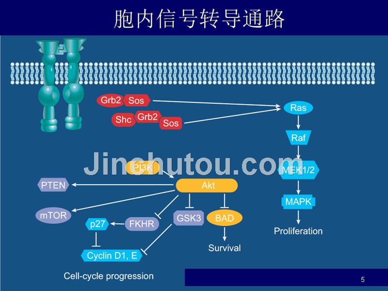 （推荐精选）细胞信号通路及靶向.ppt_第5页