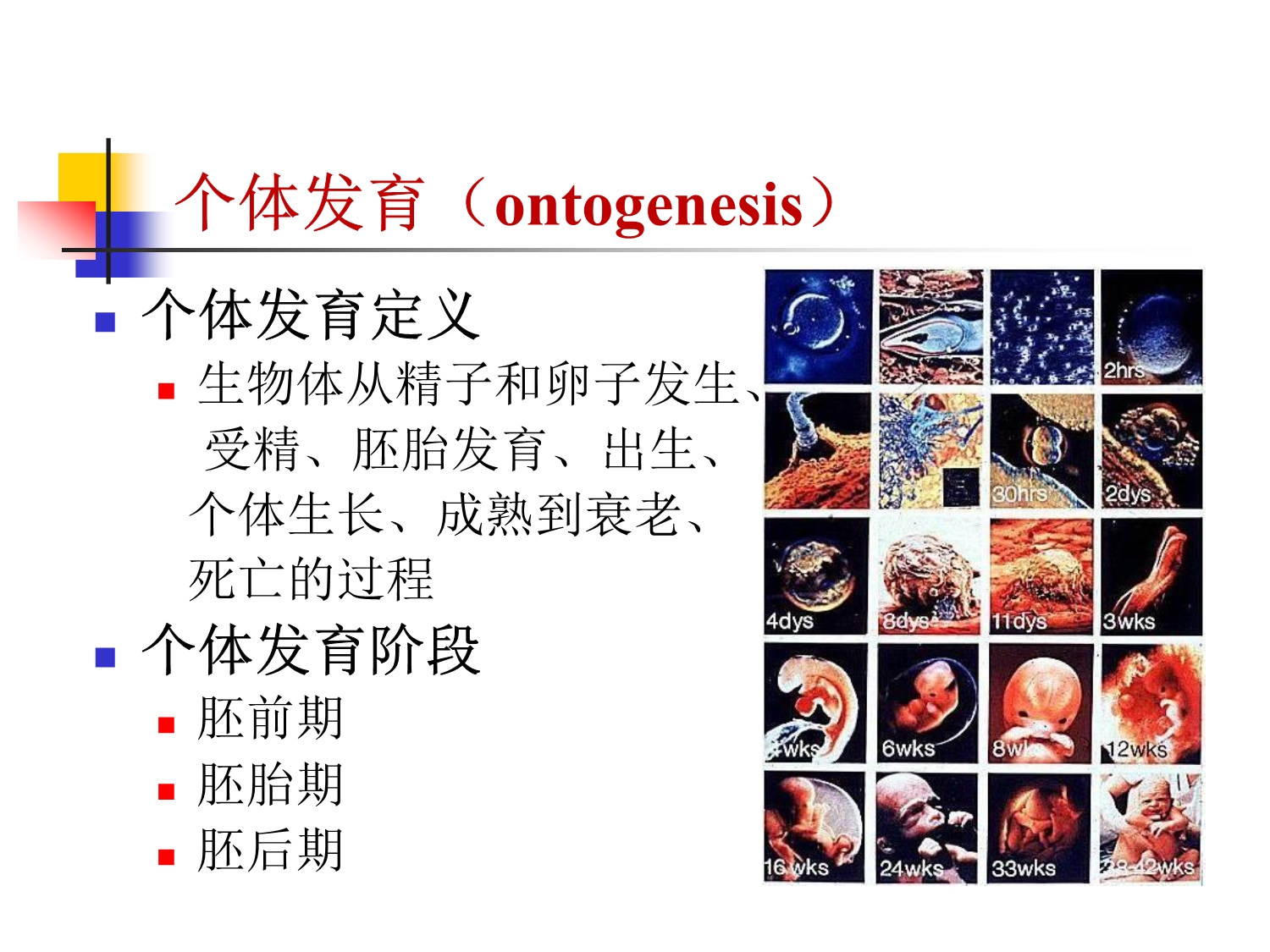 发育生物学—原生殖细胞的起源和迁移-2_第3页