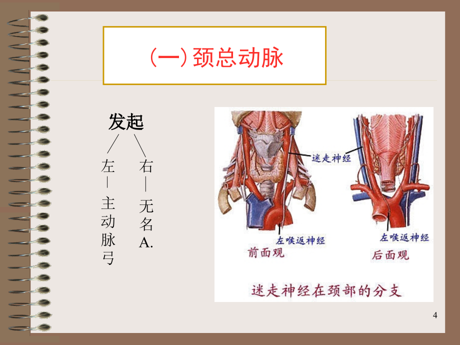 （推荐精选）面颈部的重要血管.ppt_第4页