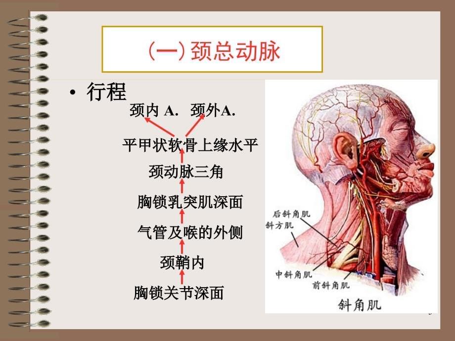 （推荐精选）面颈部的重要血管.ppt_第5页