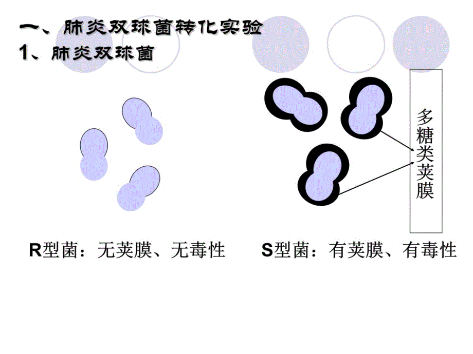 DNA是主要的遗传物质(一轮复习)复习课程_第3页