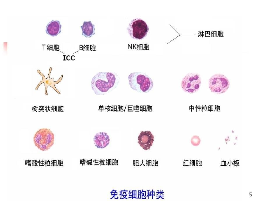 （推荐精选）淋巴细胞.ppt_第5页