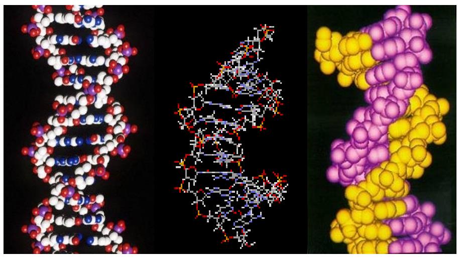 DNA分子的结构(优质课件)_第3页