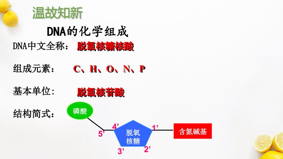 DNA分子的结构(优质课件)_第4页