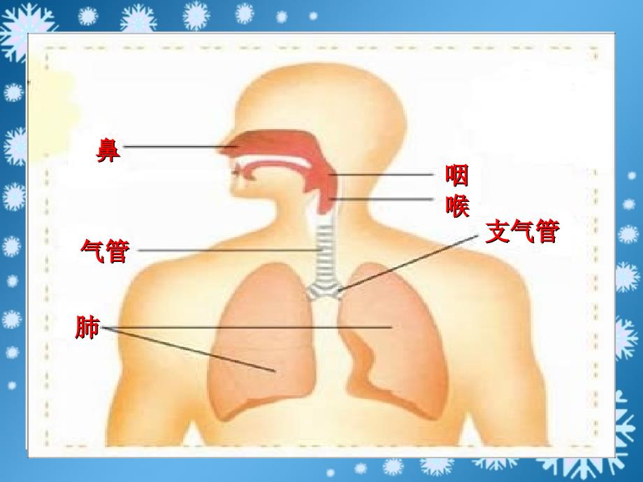 我们的呼吸上课讲义_第4页